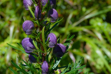 Volparia (Aconitum napellus),primo piano infiorescenza
