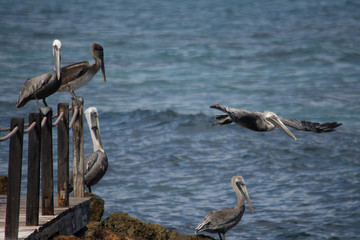 pelican taking flight from a group of pelican birds on a dock 