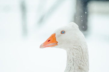 Portrait of a goose on a snowy winter day