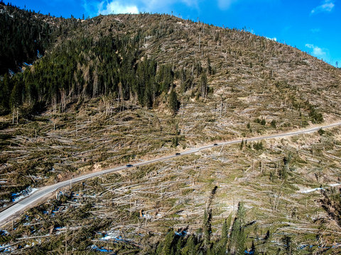 Trentino Alto Adige, Lavaz&egrave;, foresta verticale dopo il passaggio del ciclone Vaia il 29 ottobre 2018