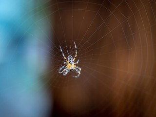 Spider Araneus on the Web