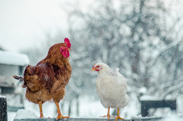 A rooster and a hen standing on the fence and watching each other on a snowy winter day