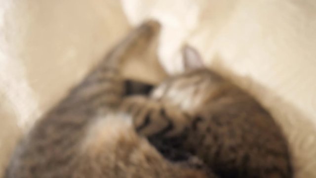 cat sleeping on the sofa