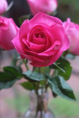 Elegant pink rose, gift box decorated with petals and card with natural soft light on wood background, beautiful valentine's day background concept