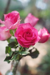 Elegant pink rose, gift box decorated with petals and card with natural soft light on wood background, beautiful valentine's day background concept