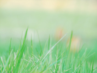  Soft pastel background with spring green grass