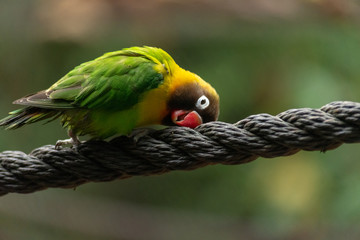 closeup of isolated love bird playing and laying down on a rope with a blurry background 