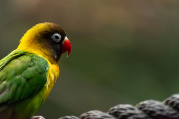 side profile portrait shot of isolated love bird on a rope with a blurry background 