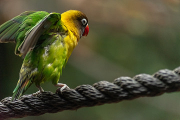 isolated lovebird perched on a rope and stretching its wings with a  blurry background