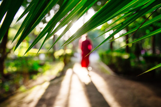 palm with woman in distance