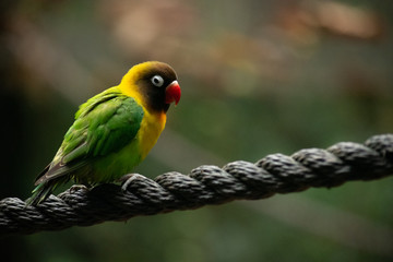 side profile portrait shot of isolated love bird on a rope with a blurry background 