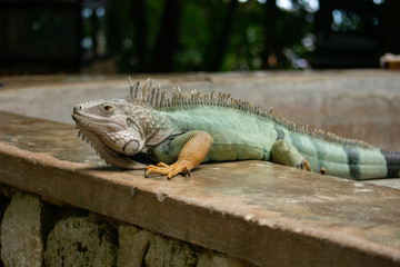 wide shot of colorful green and orange tropical iguana lizard
