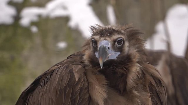 black vulture looks, slow motion