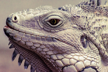 closeup side profile headshot of tropical iguana