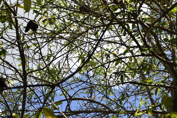 Galho de &aacute;rvore, c&eacute;u azul, colina preta