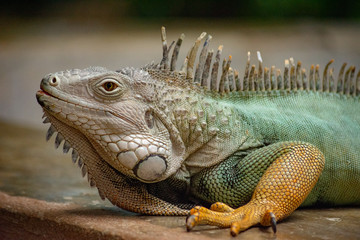medium profile shot of colorful green and orange tropical iguana