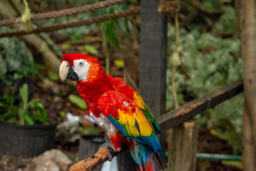 isolated macaw parrot perched on a branch in the forest