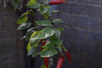 Planta pimenta