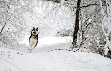 Funny dog breed Husky runs through the snowy forest