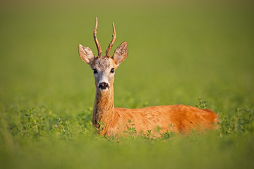 Naklejka na ściany i meble Roe deer, caprelous capreolus, buck in clover with green blurred background. Male deer roebuck in summer with soft evening light. Colorful wildlife scenery.