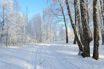 Birch grove in frost on sunny day, winter landscape