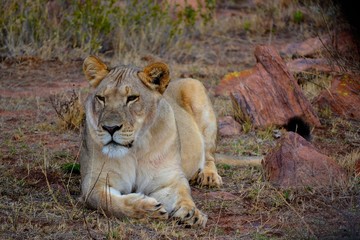 After a big lunch, this lioness is struggling to keep her eyes open..