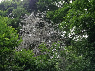 Fototapeta premium Trees / Bushes covered in Webs by the Ermine Moth looking spooky/scary in a Berlin Public Park