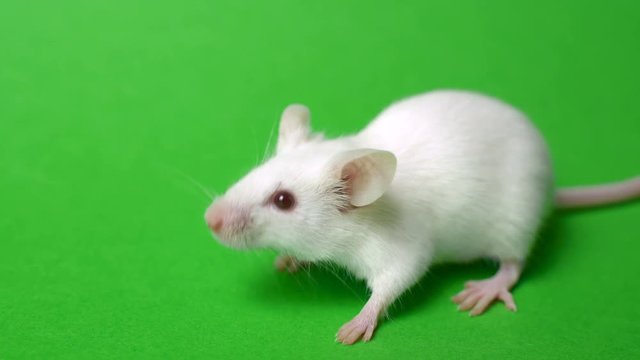 funny rat washing himself green screen