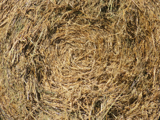 Hay Bale