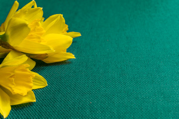 Bright yellow daffodils on textured aqua coloured background with copy space. Flower print