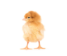 Little chicken isolated on white