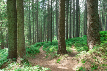 Obraz premium Forest trees. nature green wood sunlight backgrounds