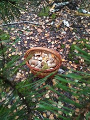 Full basket of mushrooms in the forest