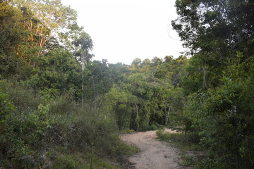 Fototapeta na wymiar Estrada de terra entre floresta tropical