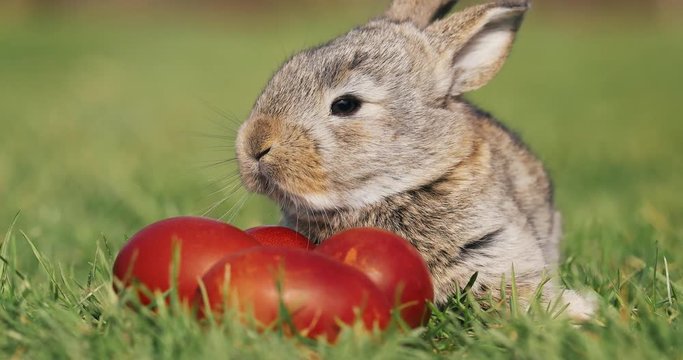 Funny little grey rabbit sits in the green grass among red Easter eggs