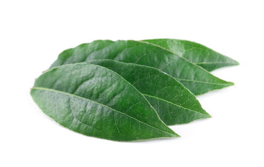 Obraz premium Bay leaves isolated on white background