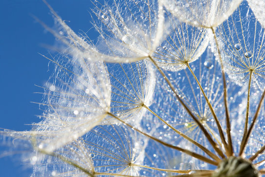 Fototapeta  macro photo of dandelion seeds with water drops