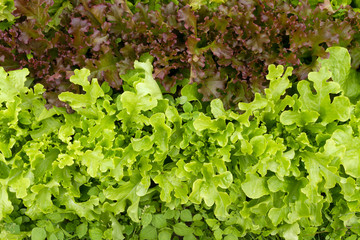 Lettuce in the garden under the summer sun