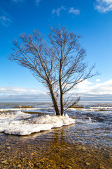 Tree in Water