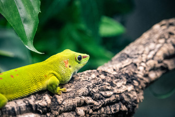 Nahaufnahme einer grünen Echse