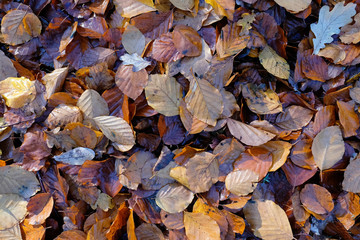 Feuchtes Herbstlaub als Textur