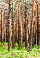 Forest in the Spanish province of Soria on a sunny day
