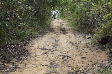 Estrada de terra através de floresta tropical
