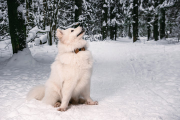 Purebred samoyed white color in the snow