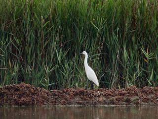 Little egret (Egretta garzetta) Next to one of the rice fields, near the lagoon of Valencia