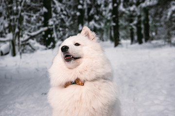 Obraz premium white Samoyed dog on snow in winter day