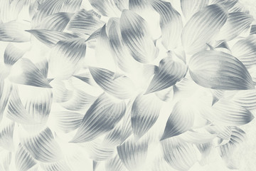 Abstract white and black foliage background with backlight