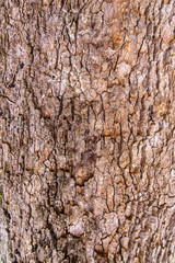 Tree bark. Life, lumber.