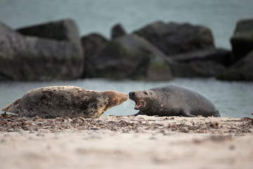 grey seal, halichoerus grypus, Helgoland