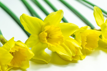 Obraz premium Beautiful Daffodils isolated on white background spring flowers